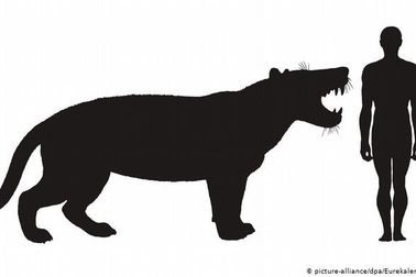 Phát hiện sư tử khổng lồ thời cổ đại ở Kenya