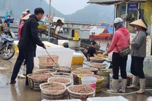 Mục sở thị chợ cá nổi tiếng ở Cái Rồng, Vân Đồn sau "bão" Covid-19