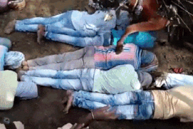 Sửng sốt cảnh đàn ông nằm rạp xuống đất cho bò đi qua