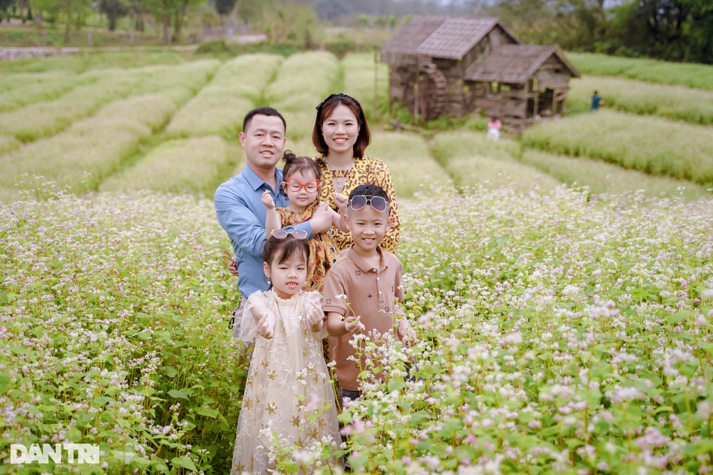 Khách đổ xô đến chụp ảnh cánh đồng tam giác mạch trái mùa ở Hà Nội - 5 Khách đổ xô đến chụp ảnh cánh đồng tam giác mạch trái mùa ở Hà Nội - 5