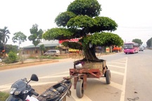 Cây cảnh tiền tỷ, hạ giá bán rong trên phố Hà Nội