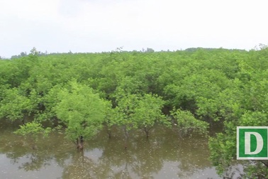 Rừng bần chua, “bức tường” ngăn mặn, chắn sóng vững chắc