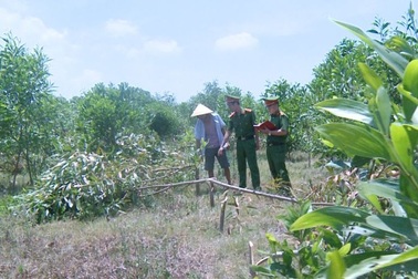 Bị đe dọa khi thả bò ở vườn keo, bèn chặt phá hơn 700 cây keo để "cảnh cáo"
