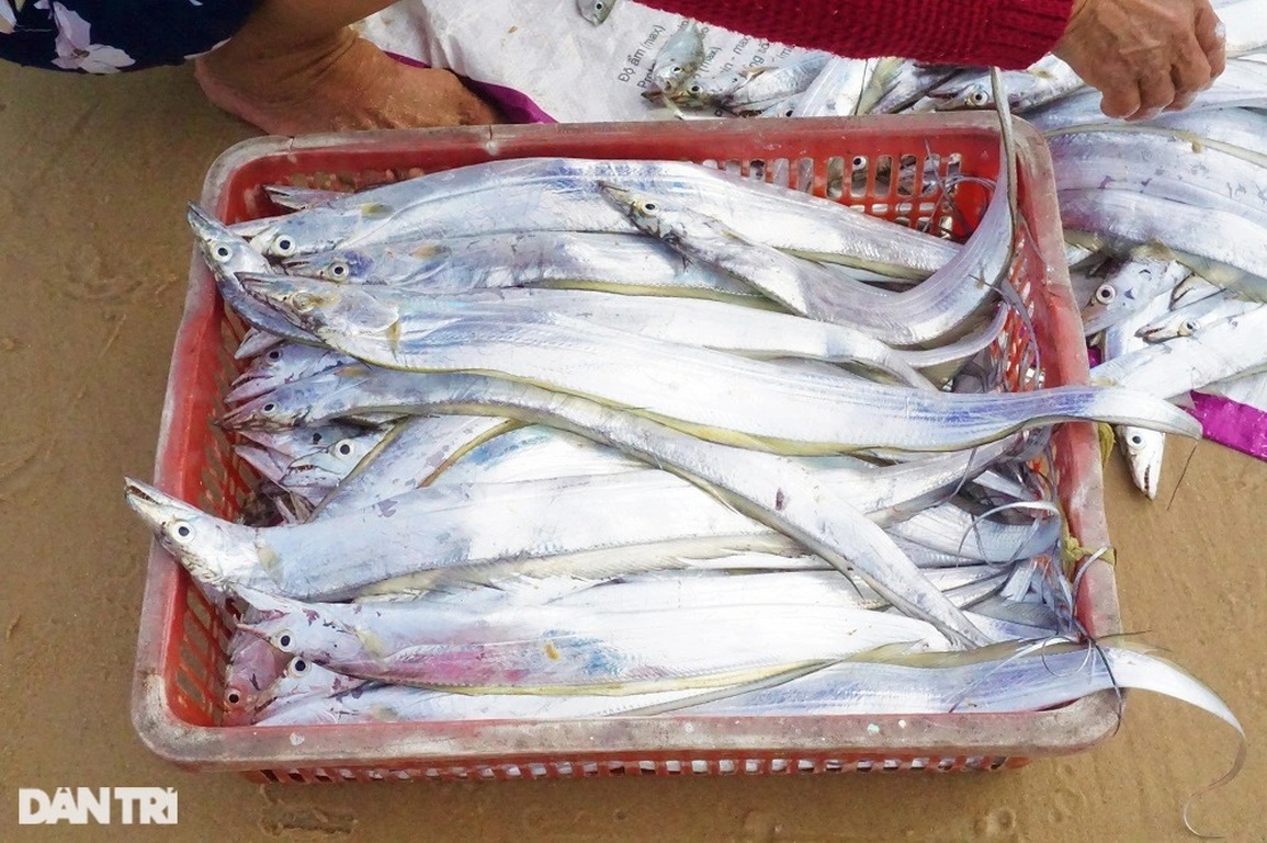 Bám biển vài tiếng, ngư dân thu tiền triệu nhờ ngón nghề tay trái - 12 Bám biển vài tiếng, ngư dân thu tiền triệu nhờ ngón nghề tay trái - 12