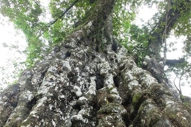 Cây thị di sản và ngôi mộ mối đùn trong thành nhà Hồ