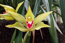 Chậu lan xanh ngọc huyền thoại: Cho thuê để ngắm 100 triệu đồng/tháng