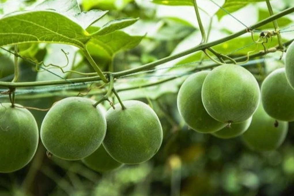 Việt Nam có loại quả siêu ngọt không gây tăng đường huyết, ngừa ung thư - 1