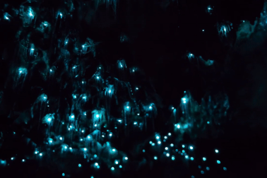 Vẻ huyền ảo như thực như mơ của hang động đom đóm