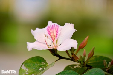 Hoa ban Tây Bắc khoe sắc nơi cửa ngõ thành phố xứ Thanh