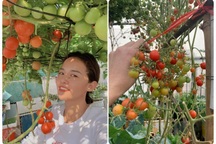 Bí quyết chăm vườn rau xanh mướt trong mùa đông của cô gái Hà Nội