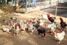 40,9% doanh nghiệp Việt chưa biết gì về TPP