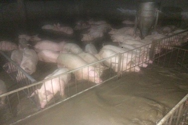 Hàng nghìn con gia súc, gia cầm bị lũ cuốn trôi