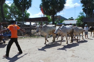 Chợ bò độc nhất miền Tây nhộn nhịp ngày cuối năm