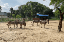 Động vật trong vườn thú đẻ con nhiều chưa từng có khi vắng khách tham quan