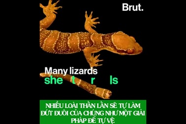 Thằn lằn mọc lại chiếc duôi đã bị đứt như thế nào?