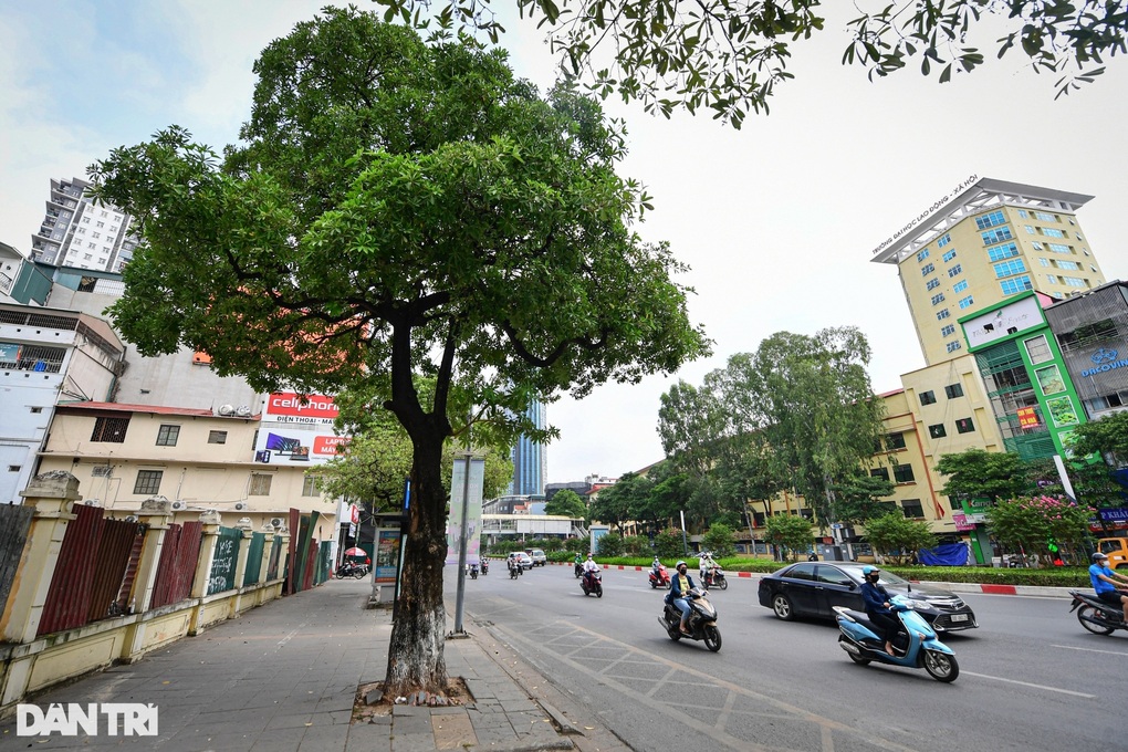 Hà Nội dừng di dời 80 cây hoa sữa vì còn nhiều ý kiến trái chiều - 1 Hà Nội dừng di dời 80 cây hoa sữa vì còn nhiều ý kiến trái chiều - 1
