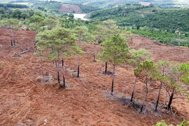 Làm rõ nghi vấn rừng thông cố tình bị đốt cháy