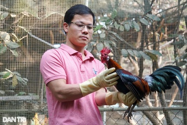 Vài triệu đồng/cặp, người làm nghề nuôi gà rừng lo không đủ hàng bán Tết