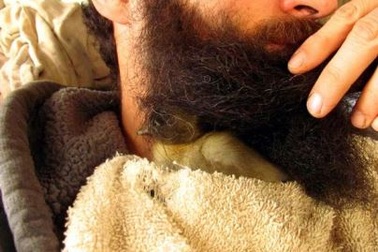 Lạ kỳ nuôi vịt con trong râu quai nón