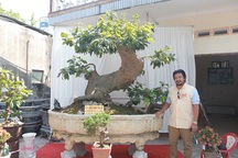 “Cụ” mai vàng Yên Tử, chết đi sống lại giá tiền tỷ