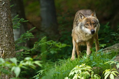 Con sói cái hoang duy nhất ở Đan Mạch trong 200 năm bị bắn chết