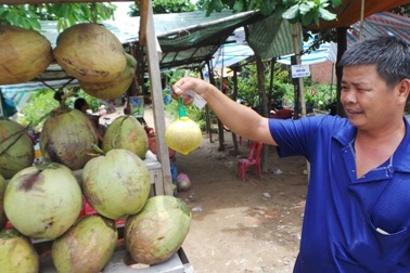 1 trái dừa sáp giá bằng nửa tạ thóc