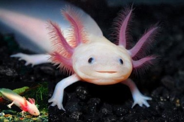 Khả năng đáng kinh ngạc về tái tạo buồng trứng ở loài kỳ nhông