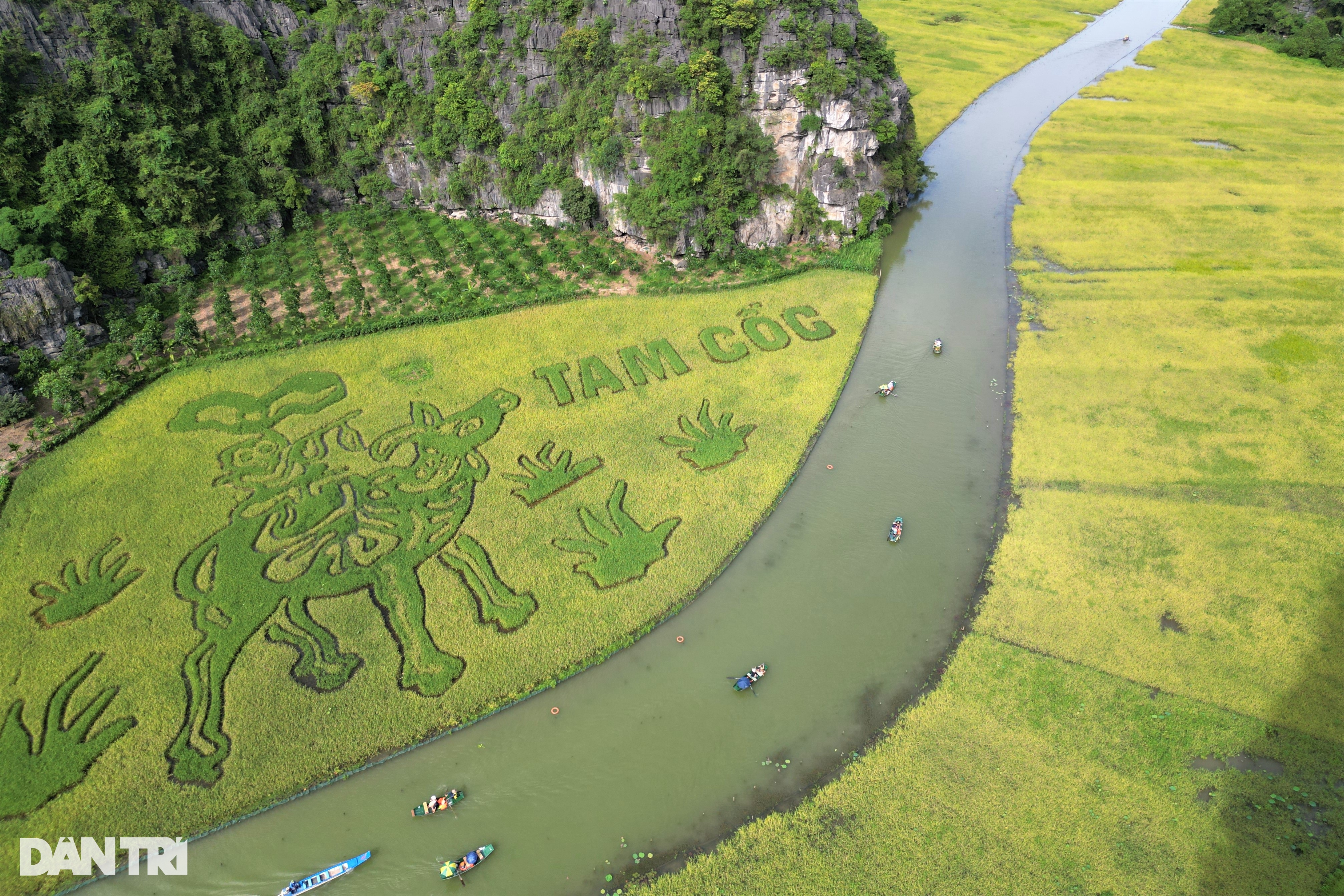 Bức tranh Mục đồng thổi sáo khổng lồ trên cánh đồng lúa đẹp nhất Việt Nam - 1