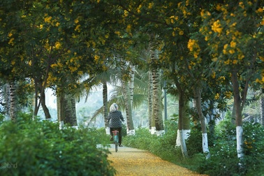 Những góc lãng mạn tại thành phố triệu cây xanh