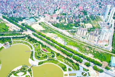 Ngày mai Hà Nội chặt hạ, đánh chuyển hơn 1.000 cây cổ thụ