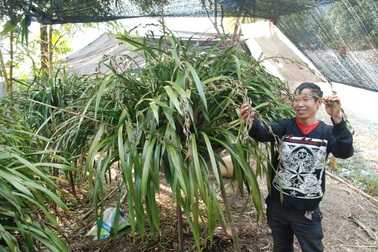 Sa Pa sơ tán loài hoa tiền triệu xuống núi tránh rét