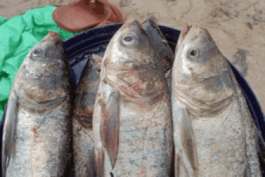 Ra biển bắt cá… nước ngọt, độc chiêu ăn tiền sau mưa lớn