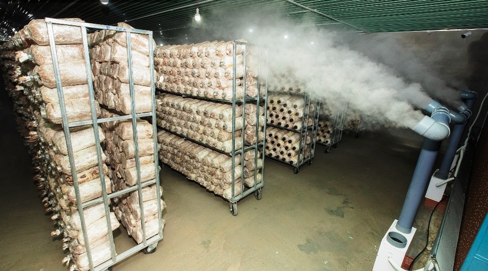 Kỳ lạ: Rót 500 triệu đồng, ngồi một chỗ điều khiển nấm mọc theo ý muốn - 3 Kỳ lạ: Rót 500 triệu đồng, ngồi một chỗ điều khiển nấm mọc theo ý muốn - 3