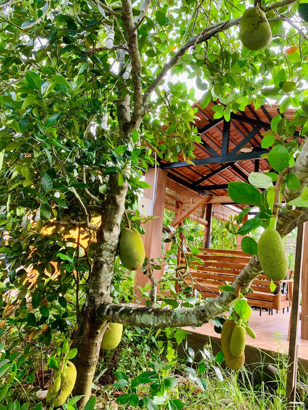 Gia đình cải tạo đất cằn thành chốn nghỉ dưỡng với vườn trĩu quả, ao đầy cá - 2