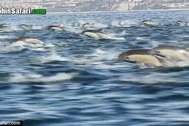 Hi hữu cảnh cá heo “chạy loạn” trên biển