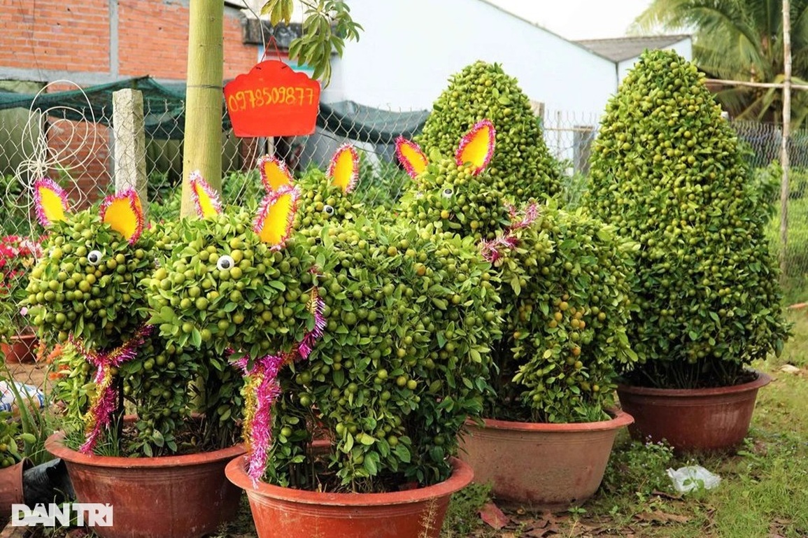 Nông dân hô biến quất cảnh thành linh vật chưng Tết, không đủ hàng để bán - 3 Nông dân hô biến quất cảnh thành linh vật chưng Tết, không đủ hàng để bán - 3