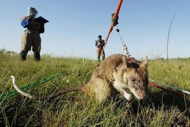 Thử nghiệm rà phá bom mìn bằng chuột Gambia