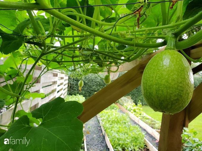 Người phụ nữ Việt dậy từ 5h sáng, sút tận 8kg, da đen sạm vẫn chăm làm vườn vì lý do ai nghe xong cũng bất ngờ - Ảnh 7. Người phụ nữ Việt dậy từ 5h sáng, sút tận 8kg, da đen sạm vẫn chăm làm vườn vì lý do ai nghe xong cũng bất ngờ - Ảnh 7.