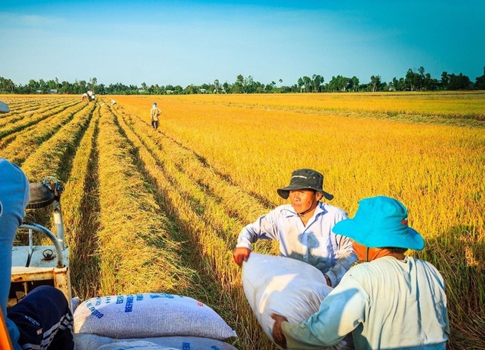 Thống đốc yêu cầu các ngân hàng nới hạn mức cho vay thóc, gạo - 1 Thống đốc yêu cầu các ngân hàng nới hạn mức cho vay thóc, gạo - 1