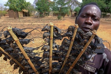 Thịt chuột - Món ăn đặc biệt giữa thời dịch bệnh