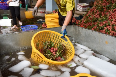 Xem quy trình ướp lạnh đặc sản vải Lục Ngạn