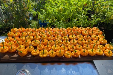 Chi tiền "tậu" đất và phân bón, ông bố gốc Việt làm vườn ớt giữa trời Tây