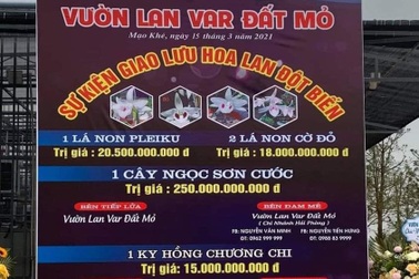 Lan đột biến giao dịch chục tỷ đồng, nhiều người chỉ coi như cọng rau muống