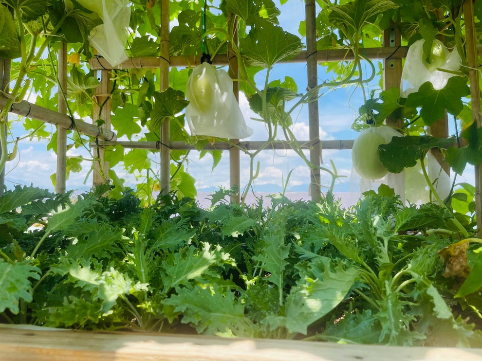 Gia chủ Đà Nẵng phủ xanh nóc nhà bằng vườn rau trái sum suê - 4