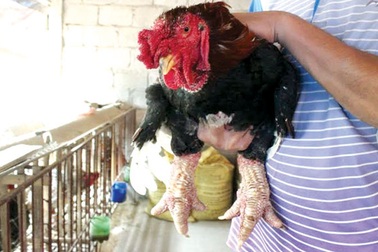 Thương lái lạ săn gà Đông Tảo