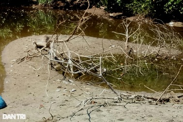 Cá chết bất thường ở khu kinh tế Chân Mây: Chất lượng nước sông rất xấu