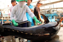 Đầu năm nhiều tàu cá trúng đậm cá ngừ, ngư dân thu tiền tỷ