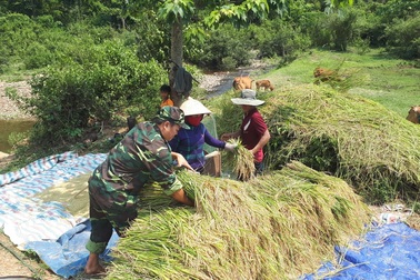Bộ đội xuống đồng giúp dân gặt lúa bị ngã rạp sau trận mưa lớn