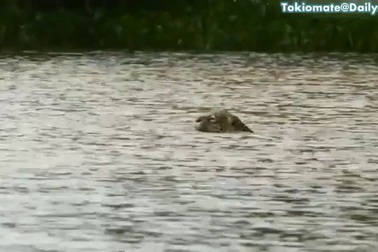 Kinh hoàng cảnh báo đốm lặn xuống sông để "săn" cá sấu