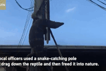 Mò vào nhà dân kiếm ăn, kỳ đà khổng lồ bị chó đuổi phải trốn lên cột điện